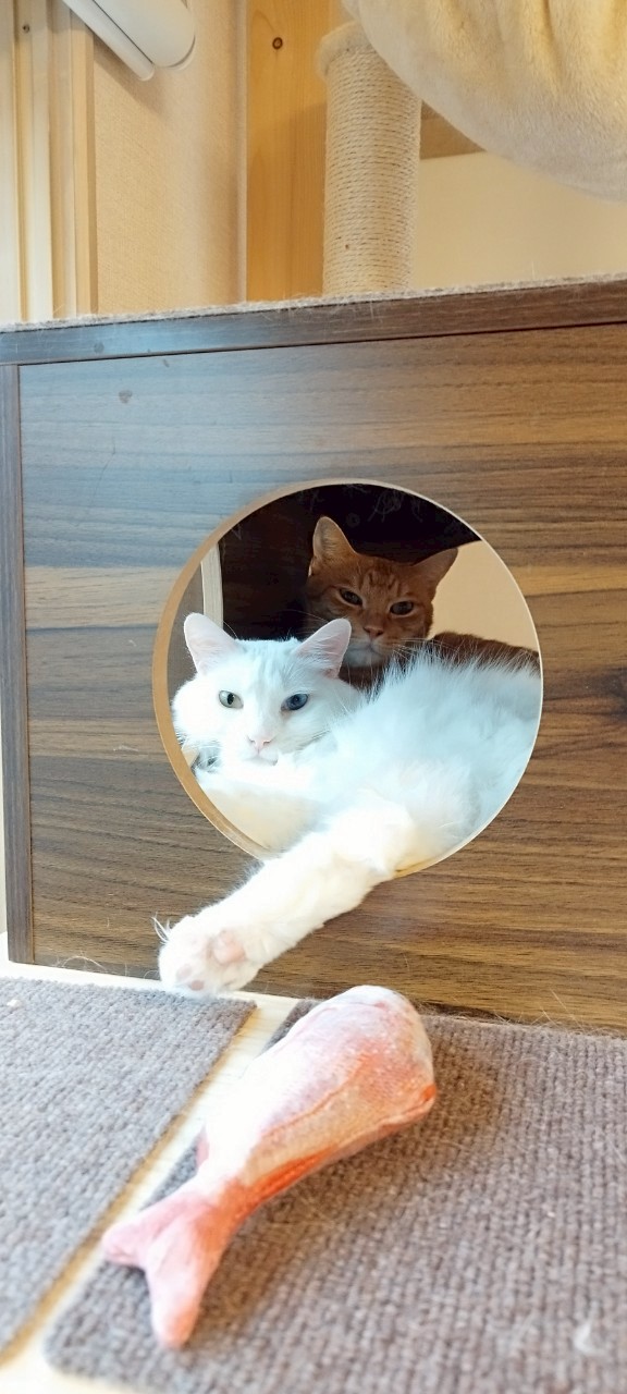 【週刊まとめ】荒れる為替と合格通知、そして愛猫との穏やかな日々