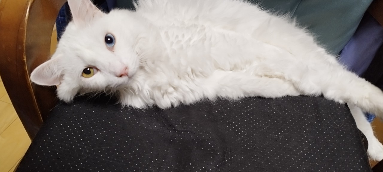 【今日の日記】学びとボランティア、そして未来への投資