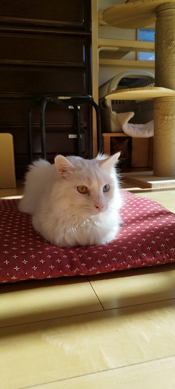 【番外編】我が家のルイ、驚異の「勝率98.6%」を叩き出す!?