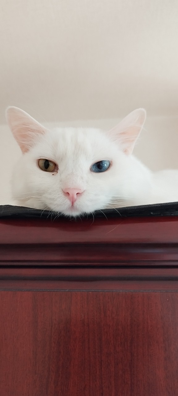 【資格試験】危険物乙3・乙5を終えて。達成感を糧に歩む2026年の挑戦