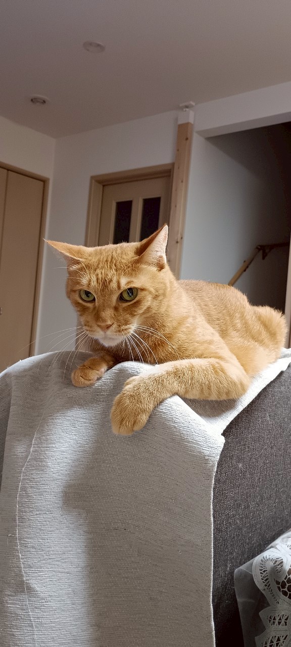 「トルコリラ投資はギャンブルか、応援か。3.6円台から始める私の『3〜4年検証ログ』スタート!」