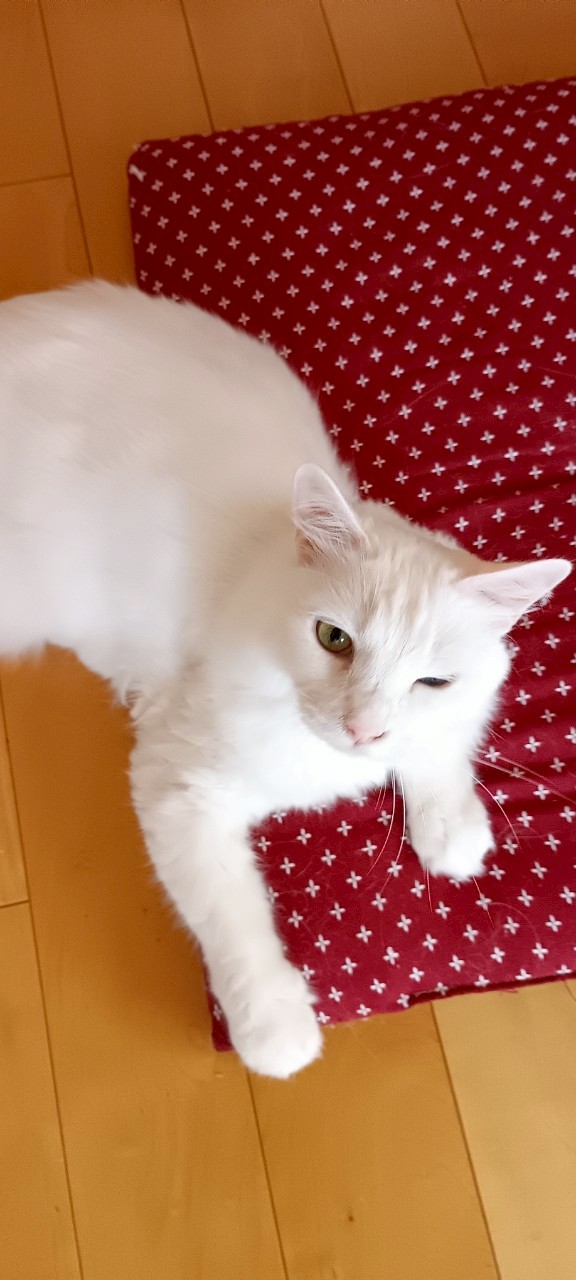 5年前の自分に教えたい。「ほったらかし」のその先と、改めて気づいた「素直に学ぶ」大切さ