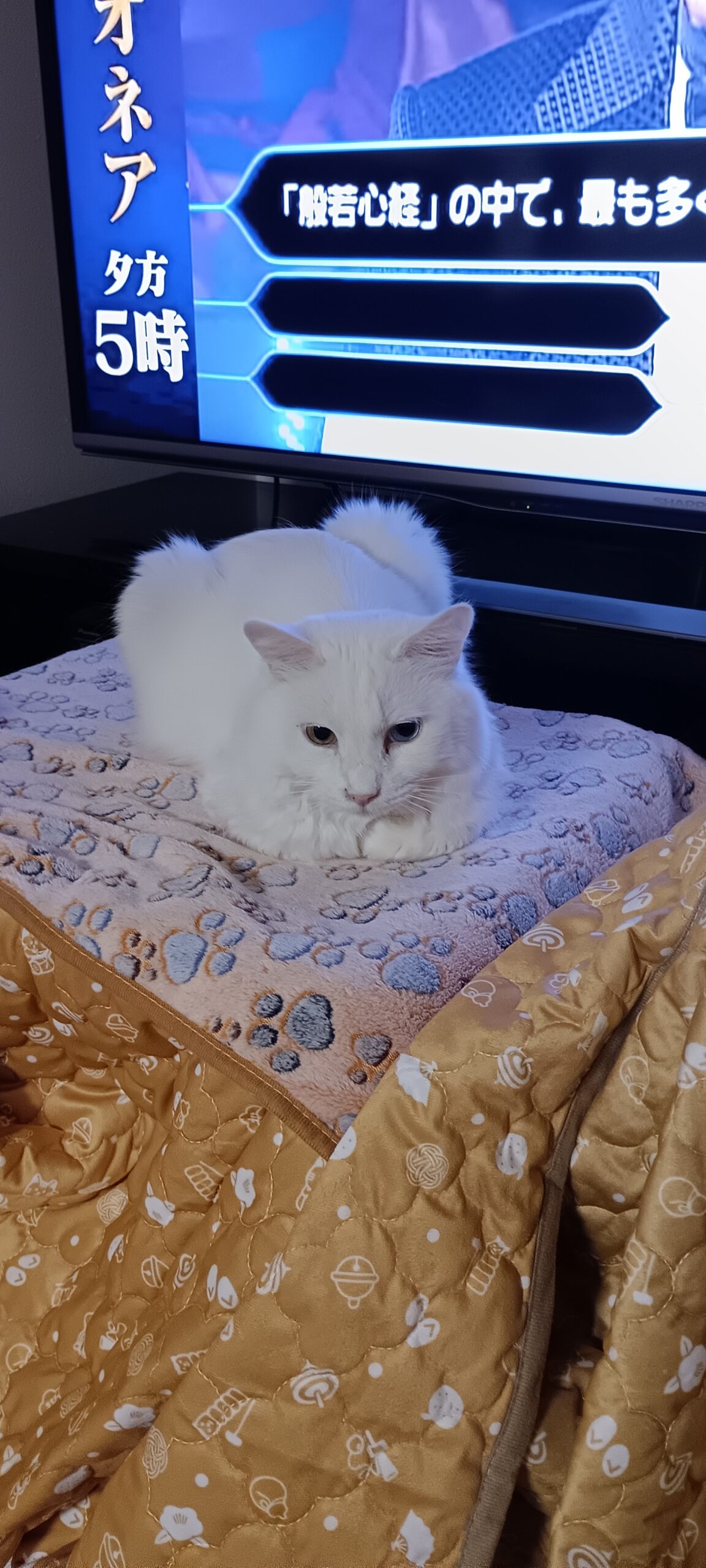 会社員が副業バレを防ぐ!FXスワップとブログの「住民税」攻略法