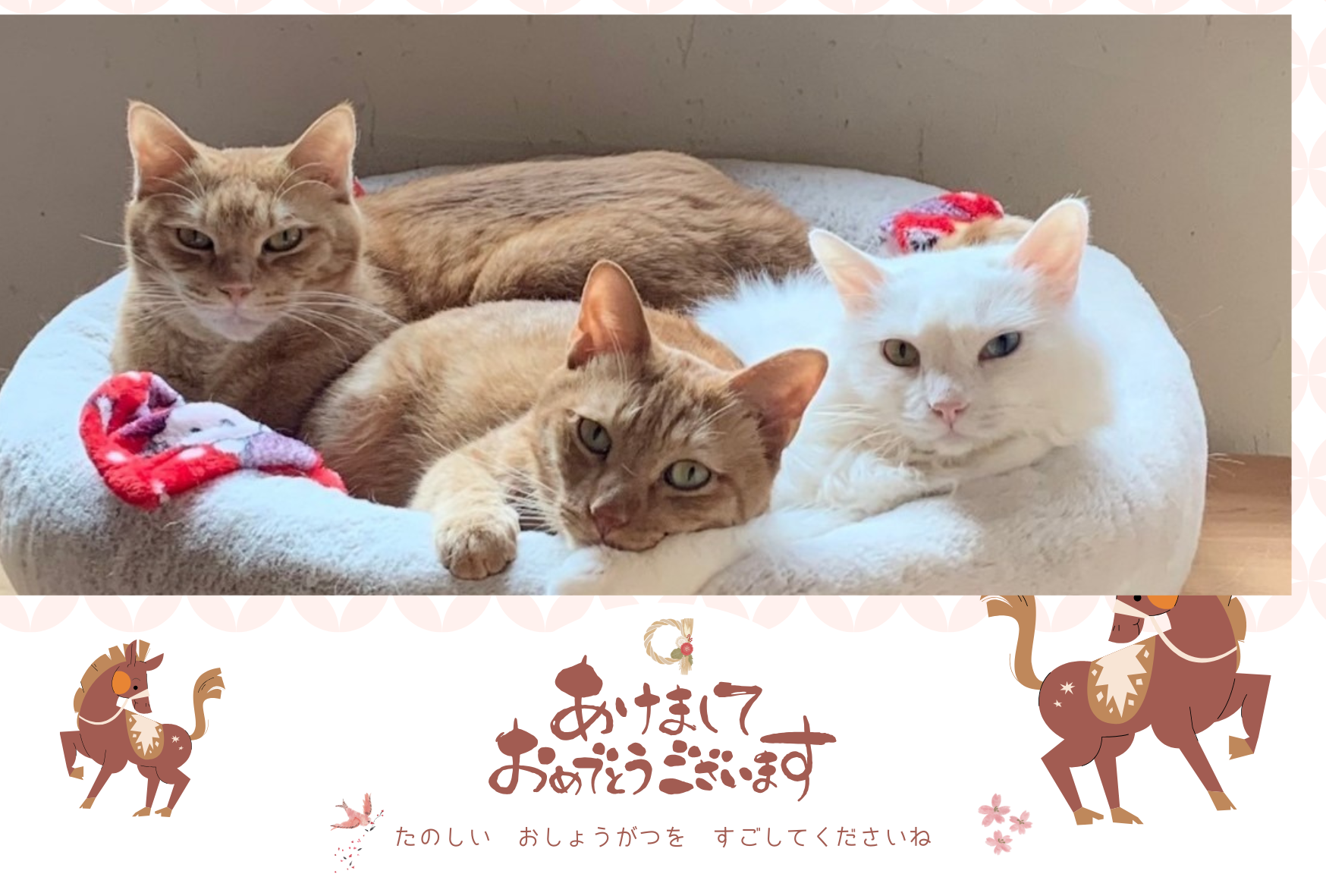 週末の振り返り:猫たちへの愛と、心穏やかな日曜日