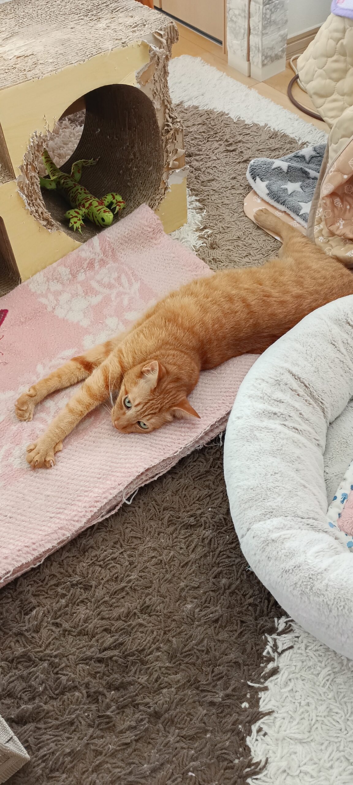 【近況報告】試験の結果と新しい挑戦、そして大きな決断