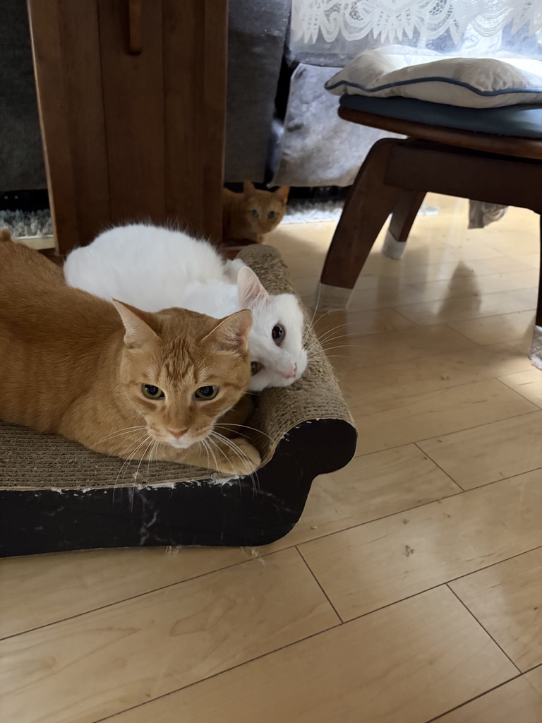 2年使って縁が毛羽立ったクレアルのゆったりベッドでくつろぐ保護猫2匹