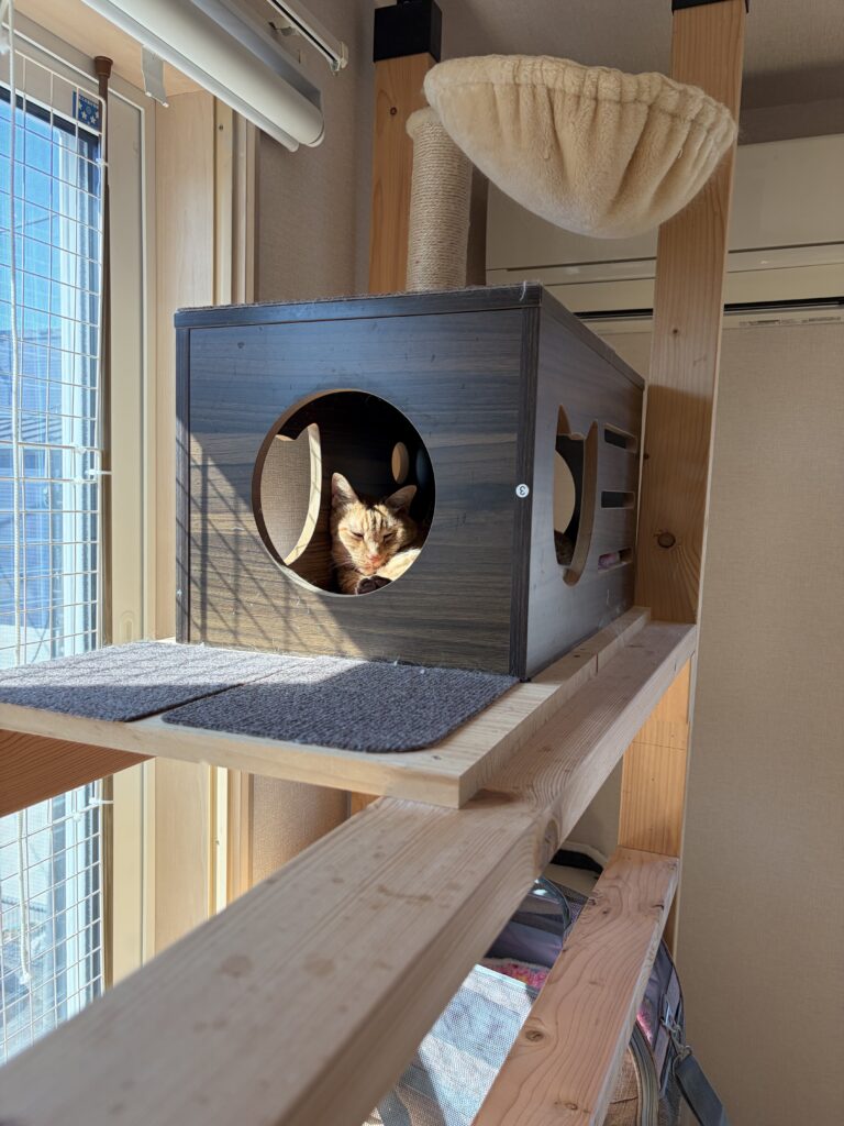 猫ボックスで眠る茶トラ猫