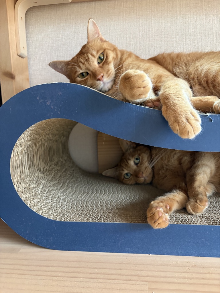 クレアルの穴あき枕型爪とぎ(青)でくつろぐ保護猫