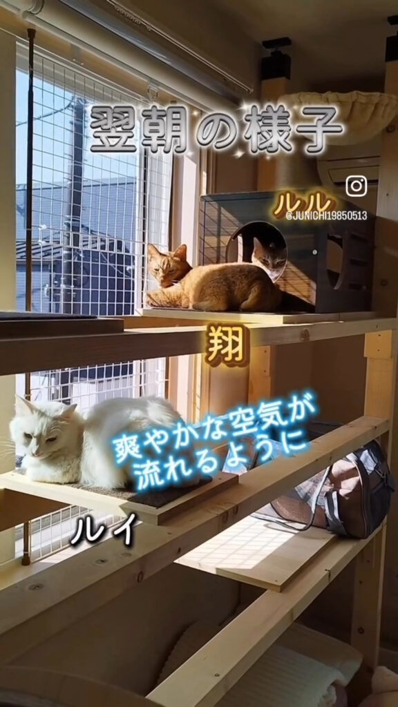 保護猫のルル・翔・ルイの3匹