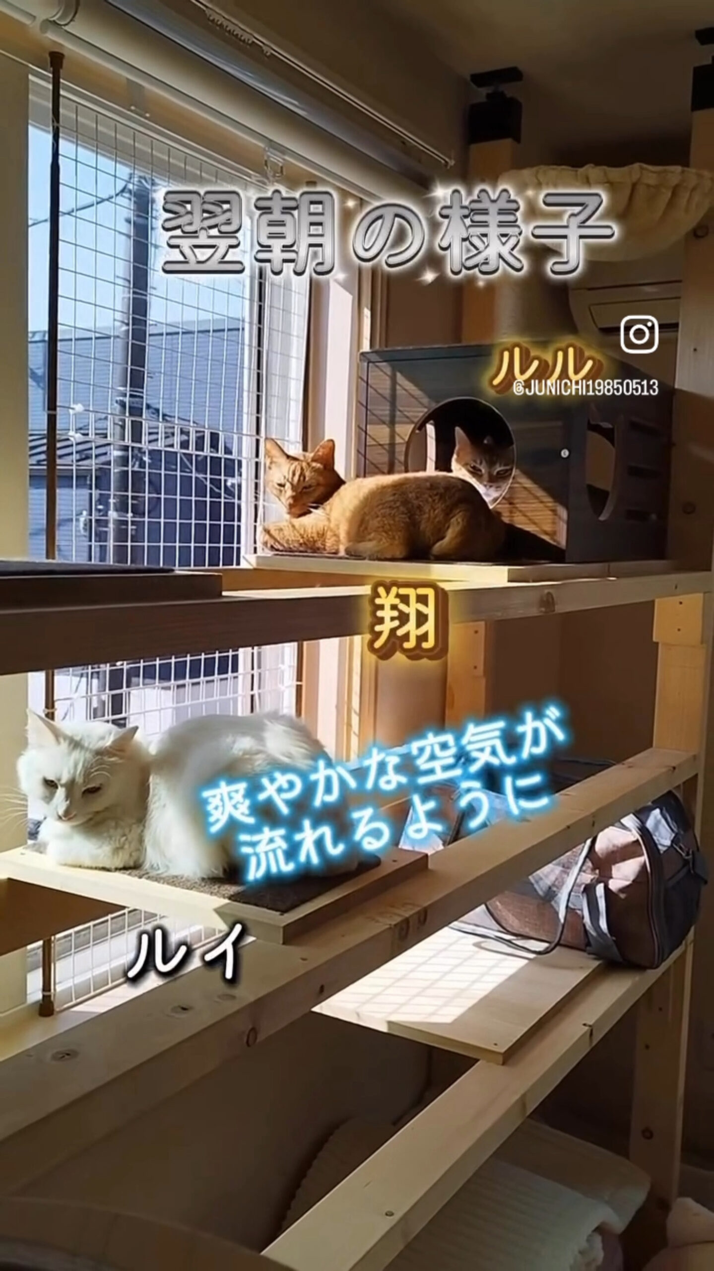 自作キャットウォークの上でくつろぐ保護猫3匹(ルル・翔・ルイ)
