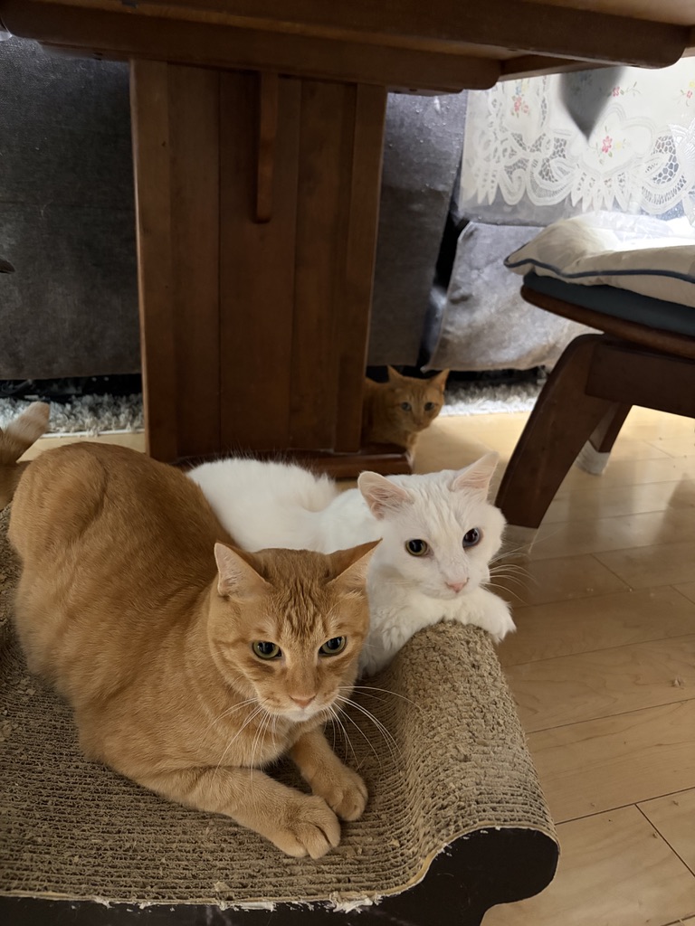 爪とぎに集まってくつろぐ保護猫たち(多頭飼い)