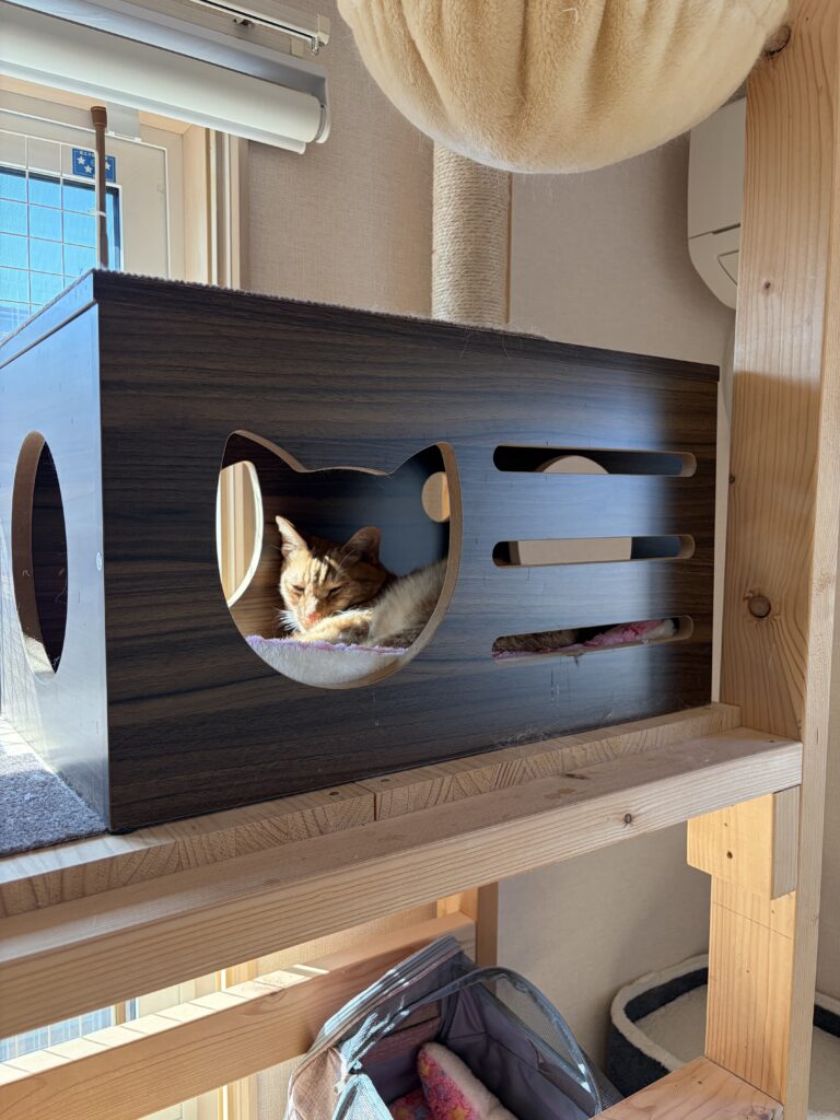 突っ張り型キャットウォークの全体と猫ボックスで休む猫