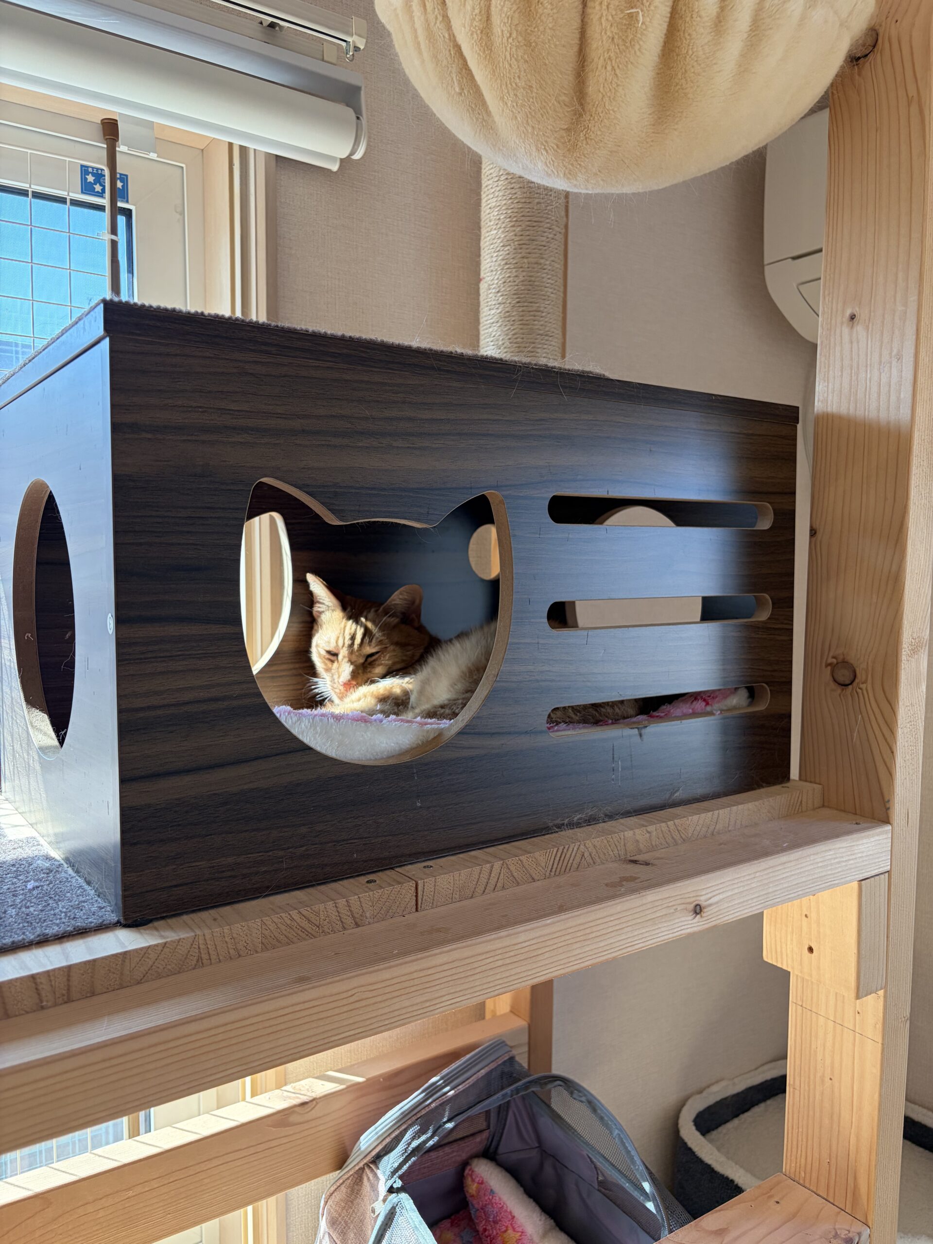 完成した猫BOXでさっそくくつろぐ猫。奥の穴からもう1匹の姿も