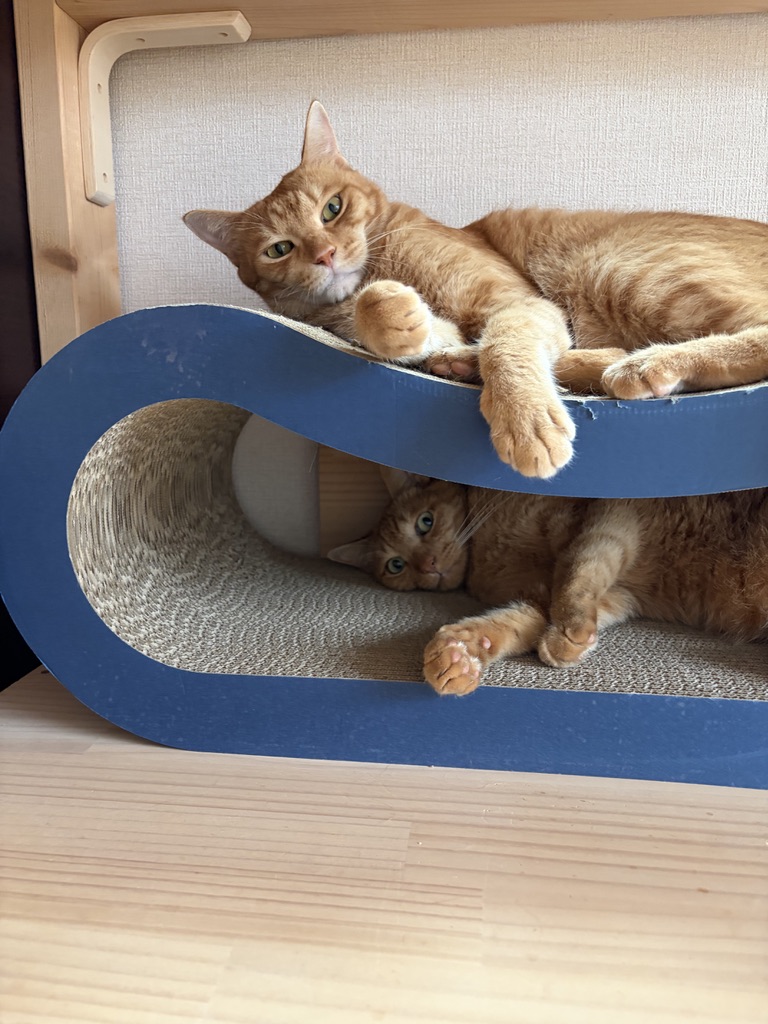 クレアルの穴あき枕（青）でくつろぐ茶トラの保護猫