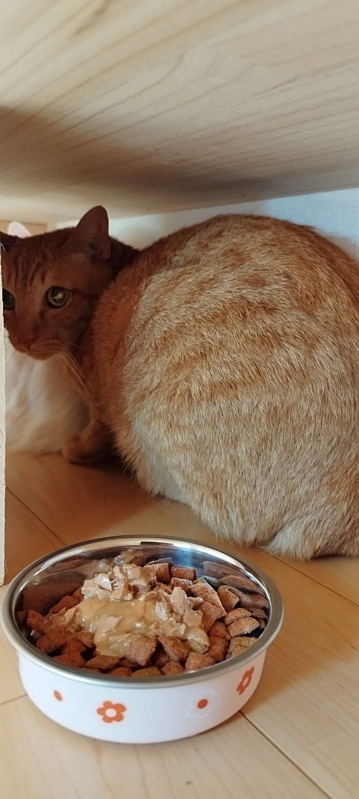 保護猫が新しいおうちで隠れて、ごはんも食べない様子(茶トラ)