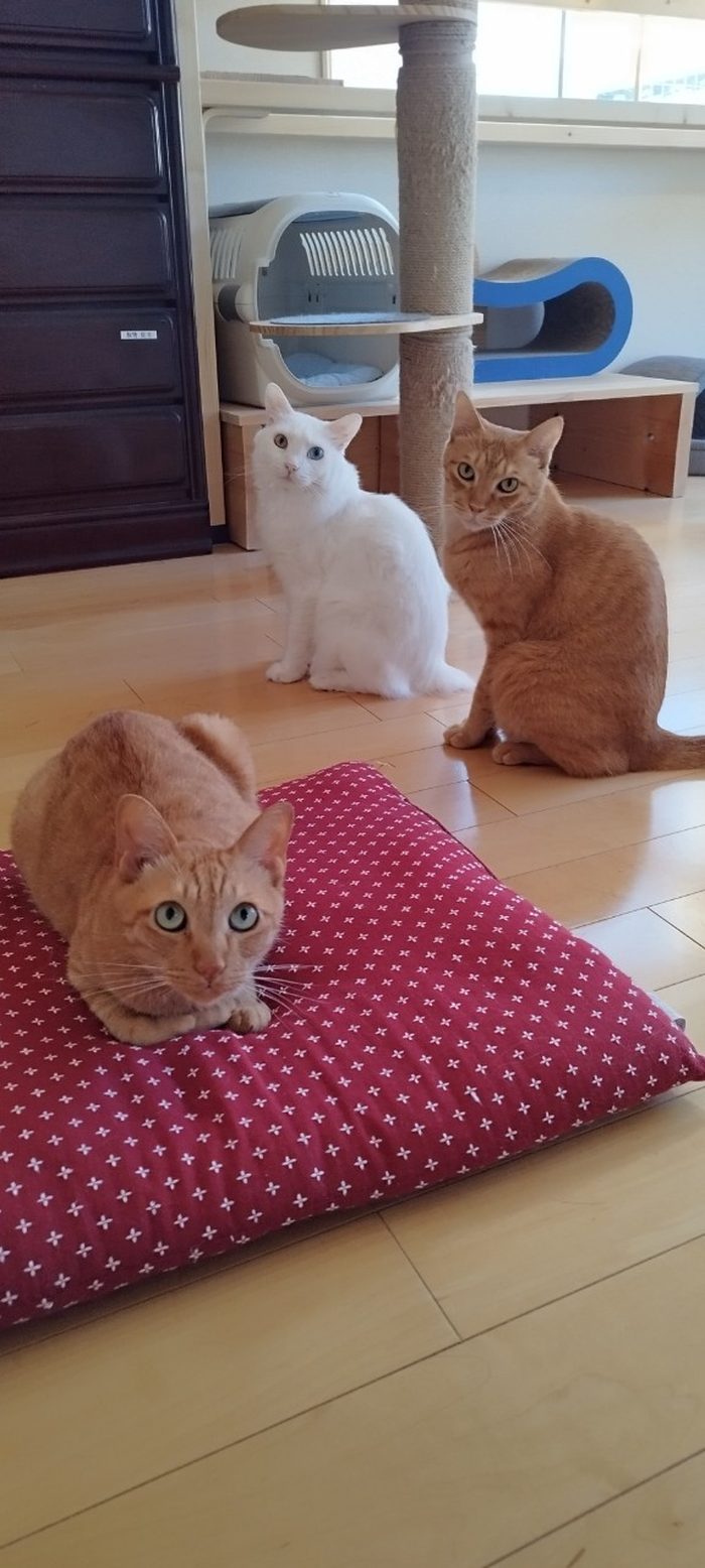 今は懐いて、3匹そろってくつろぐ元保護猫たち
