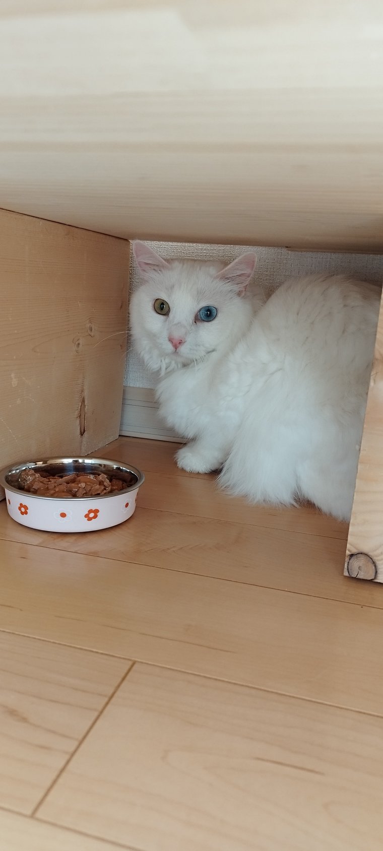 初日にすみっこで隠れていた保護猫(白猫・オッドアイ)