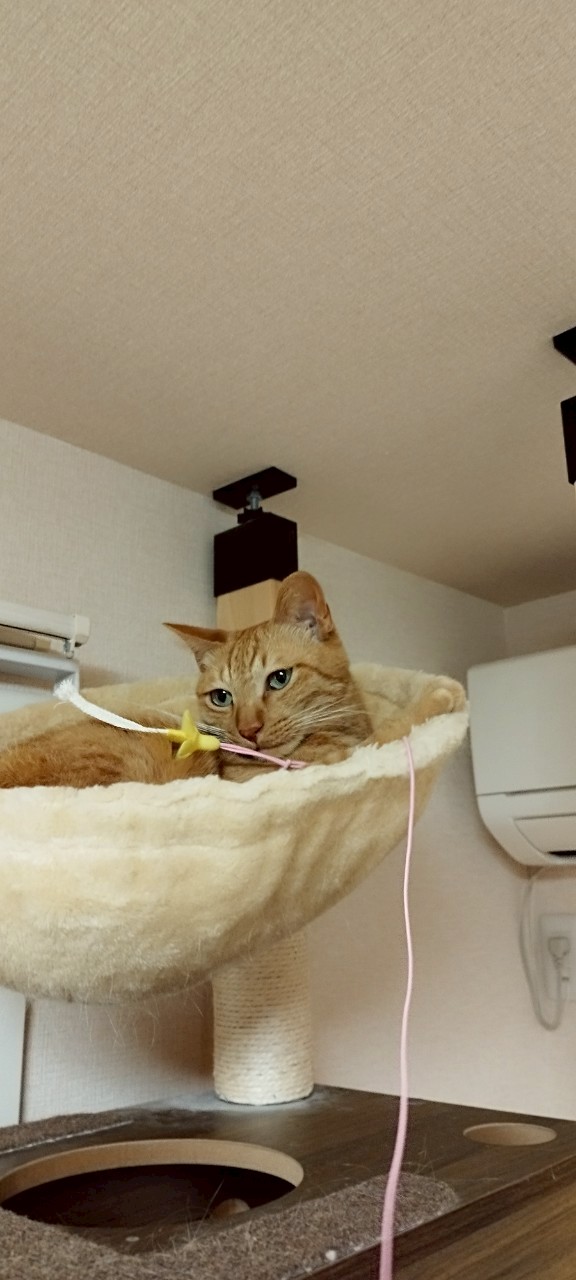 ハンモックでくつろぐ保護猫