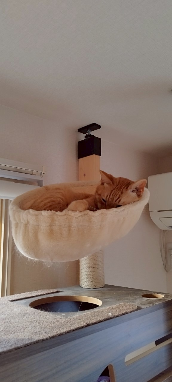 ハンモックでくつろぐ保護猫