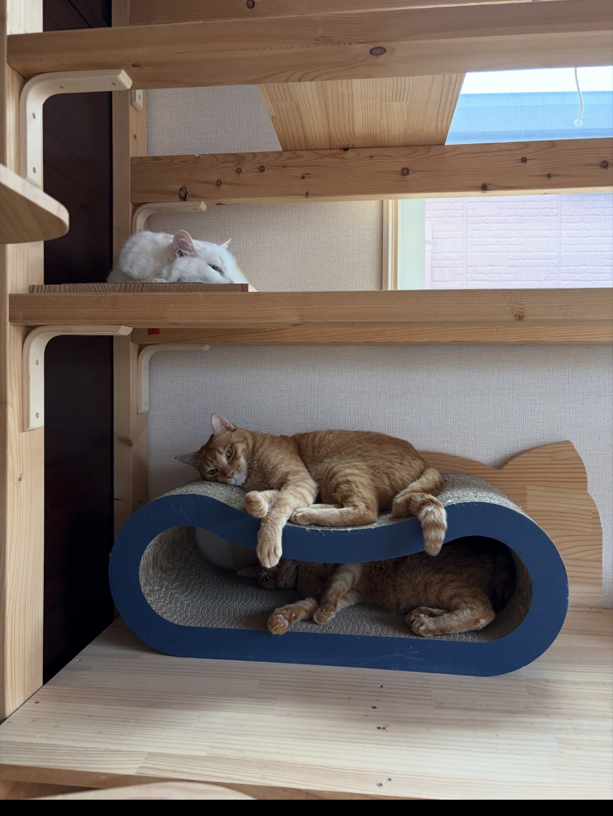 キャットウォークの棚板で涼む白猫のルイと、下の爪とぎで眠る茶トラ2匹