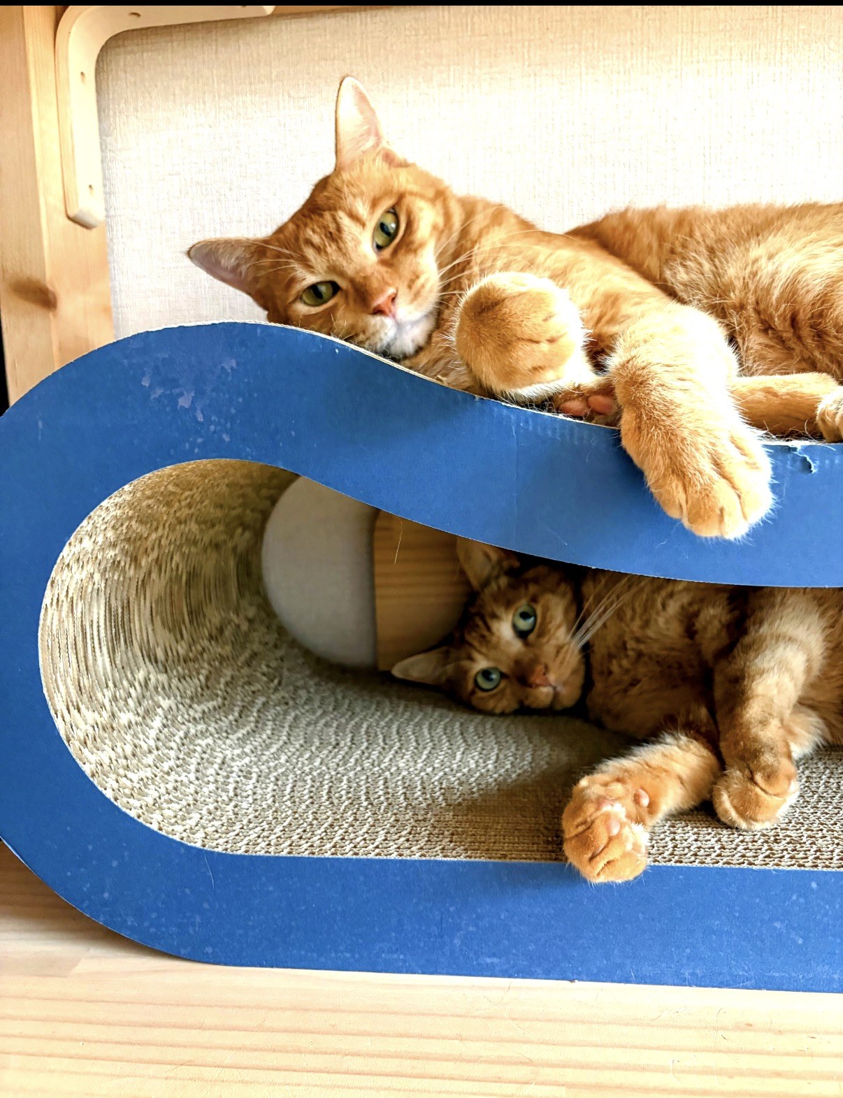 紺色の波型段ボール爪とぎの上と中でくつろぐ保護猫の茶トラ2匹