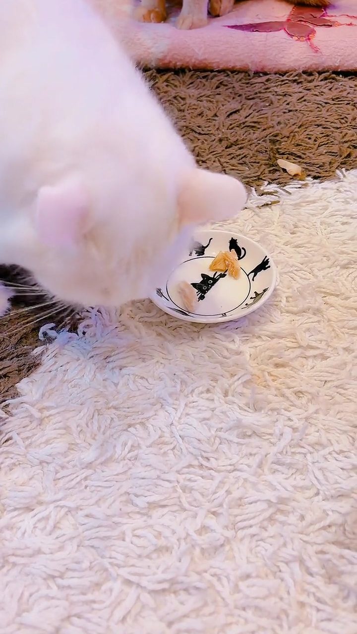 鶏むね肉を食べる白猫のルイ
