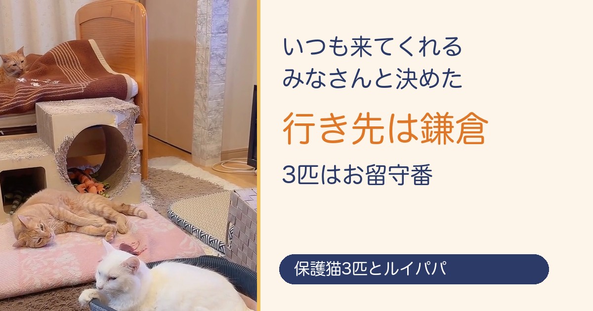 いつも来てくれるみなさんと決めた、行き先は鎌倉。保護猫3匹はお留守番