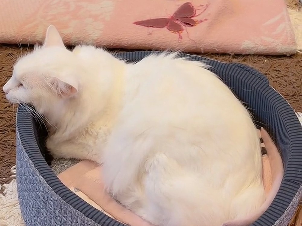 丸い猫ベッドでくつろぐ白猫のルイ