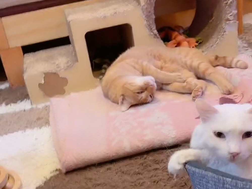 猫ベッドのふちから顔を出す白猫のルイと、マットでねむる茶トラの子