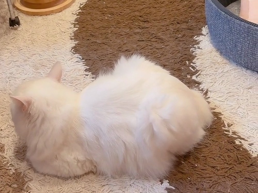 ラグの上でまるくなる白猫のルイ