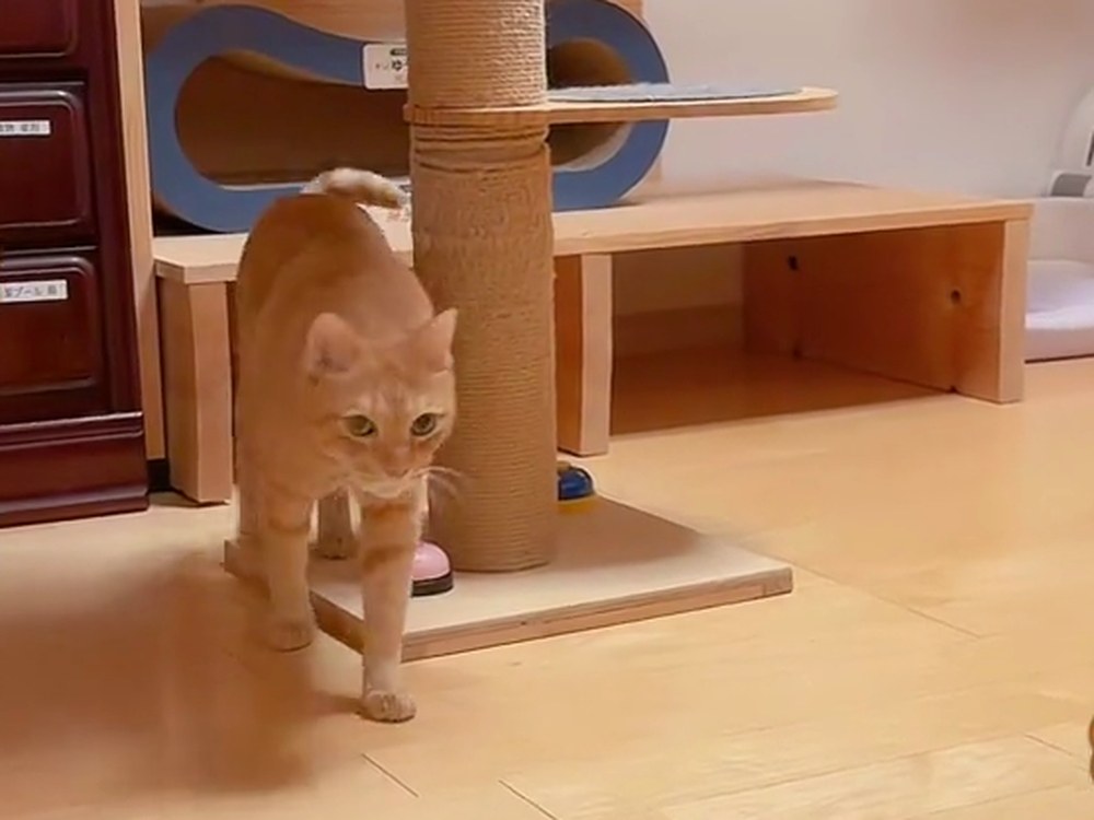 キャットタワーの横を歩いてくる茶トラのルル