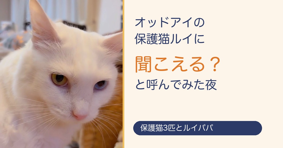 オッドアイの保護猫ルイに「聞こえる？」と呼んでみた夜