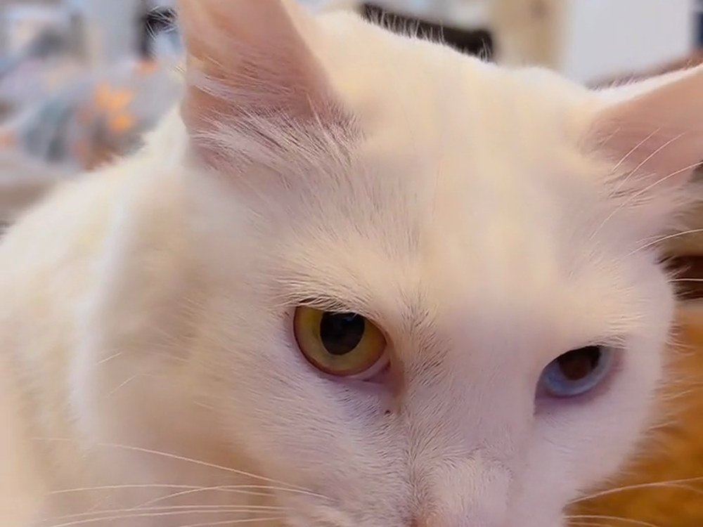 黄色い目と青い目のオッドアイの白猫ルイ