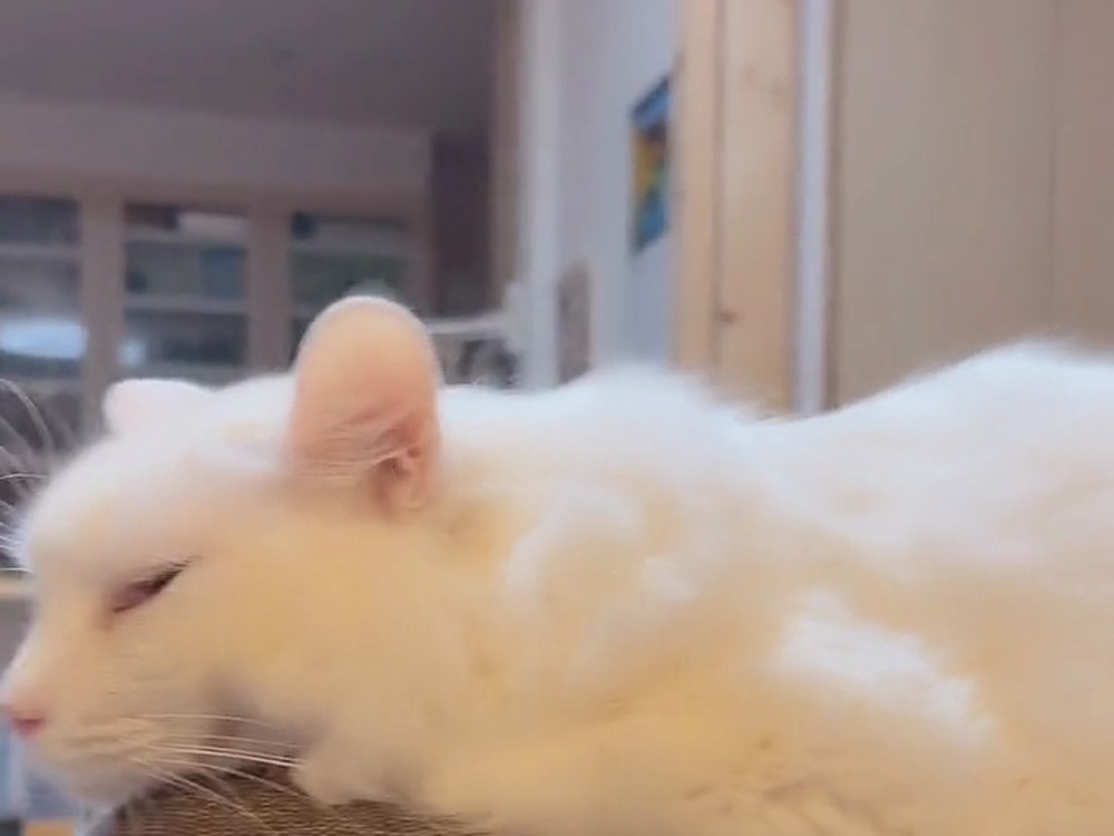 ソファのへりにあごをのせて眠そうな白猫のルイ