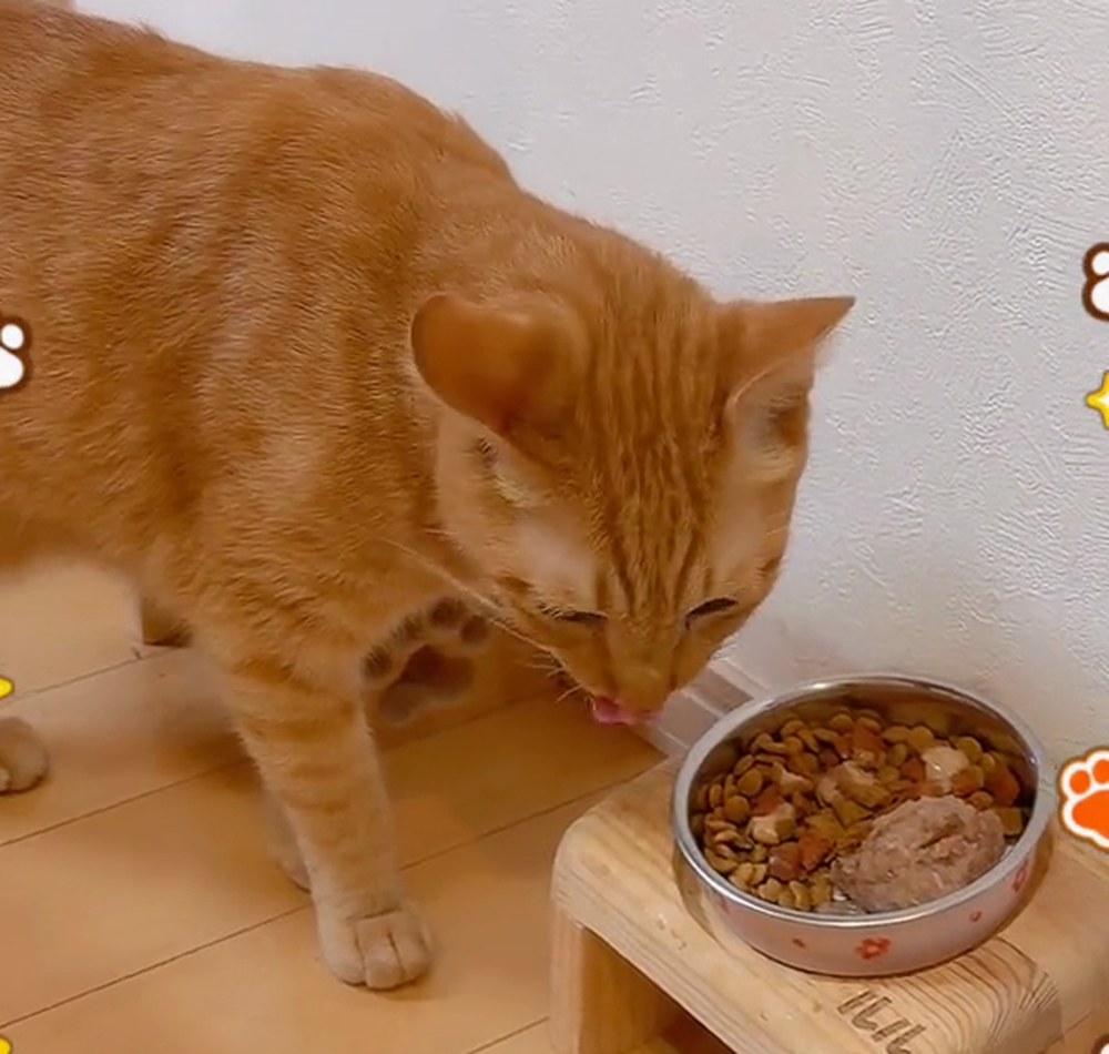 ごはん台で食べる茶トラの翔