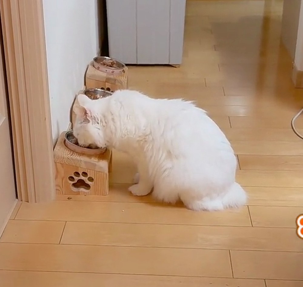 ごはん台で食べる白猫のルイ