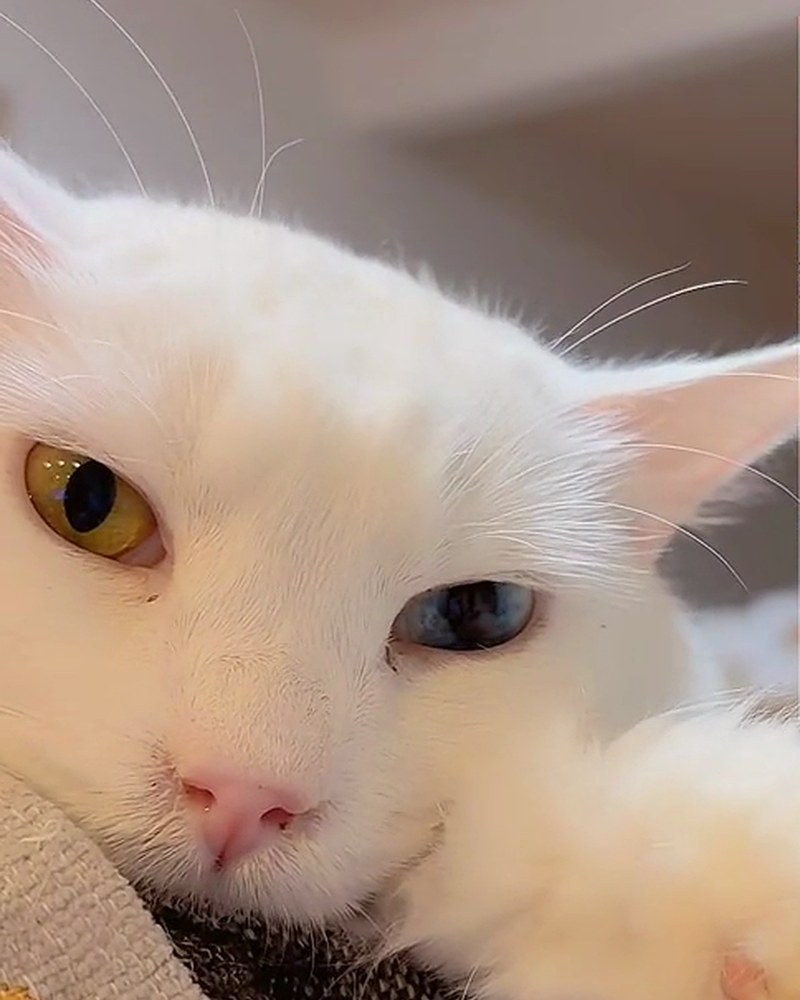 いすの上でこちらを見る、オッドアイの白猫ルイ