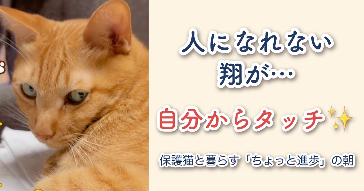 人になれない保護猫が、自分からタッチしてくれた朝｜翔の「ちょっと進歩」