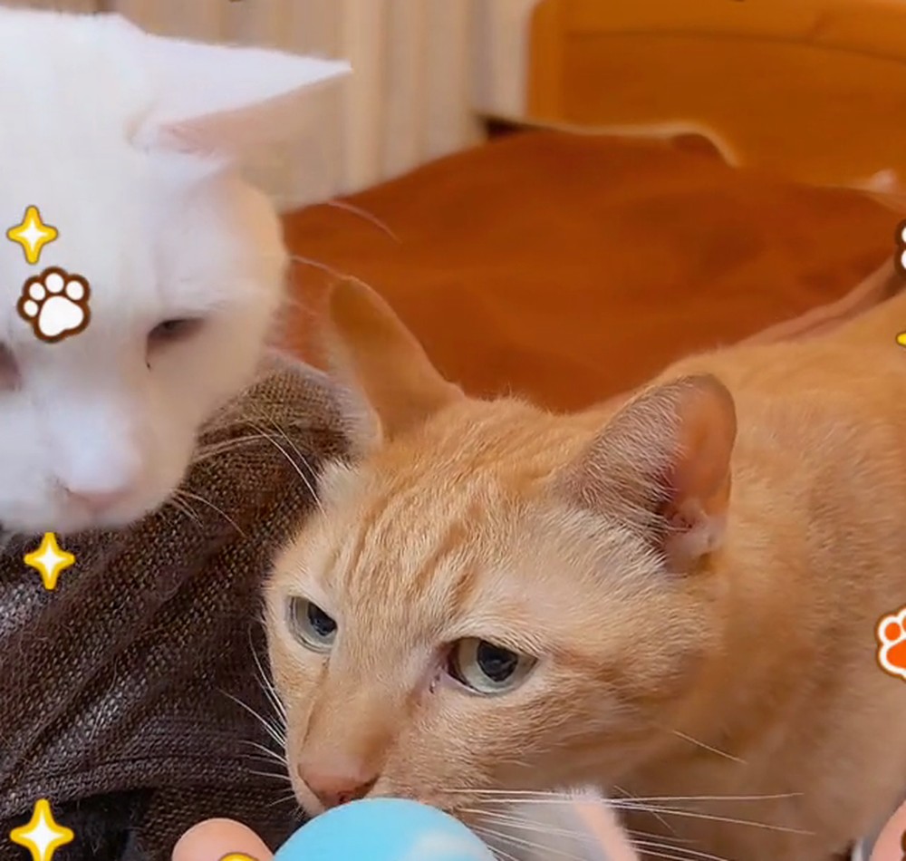 手のひらの青いボールをのぞきこむ翔と白猫のルイ