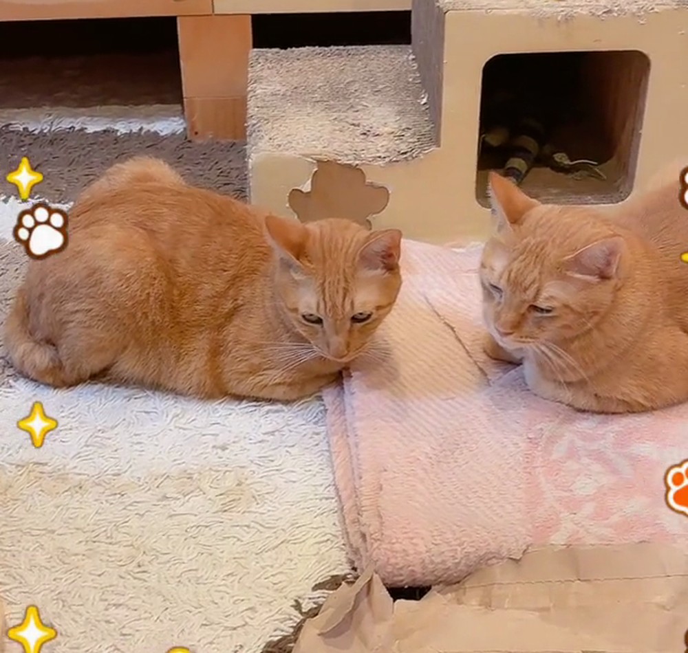 マットの上にならぶ茶トラ2匹。左が翔、右がルル