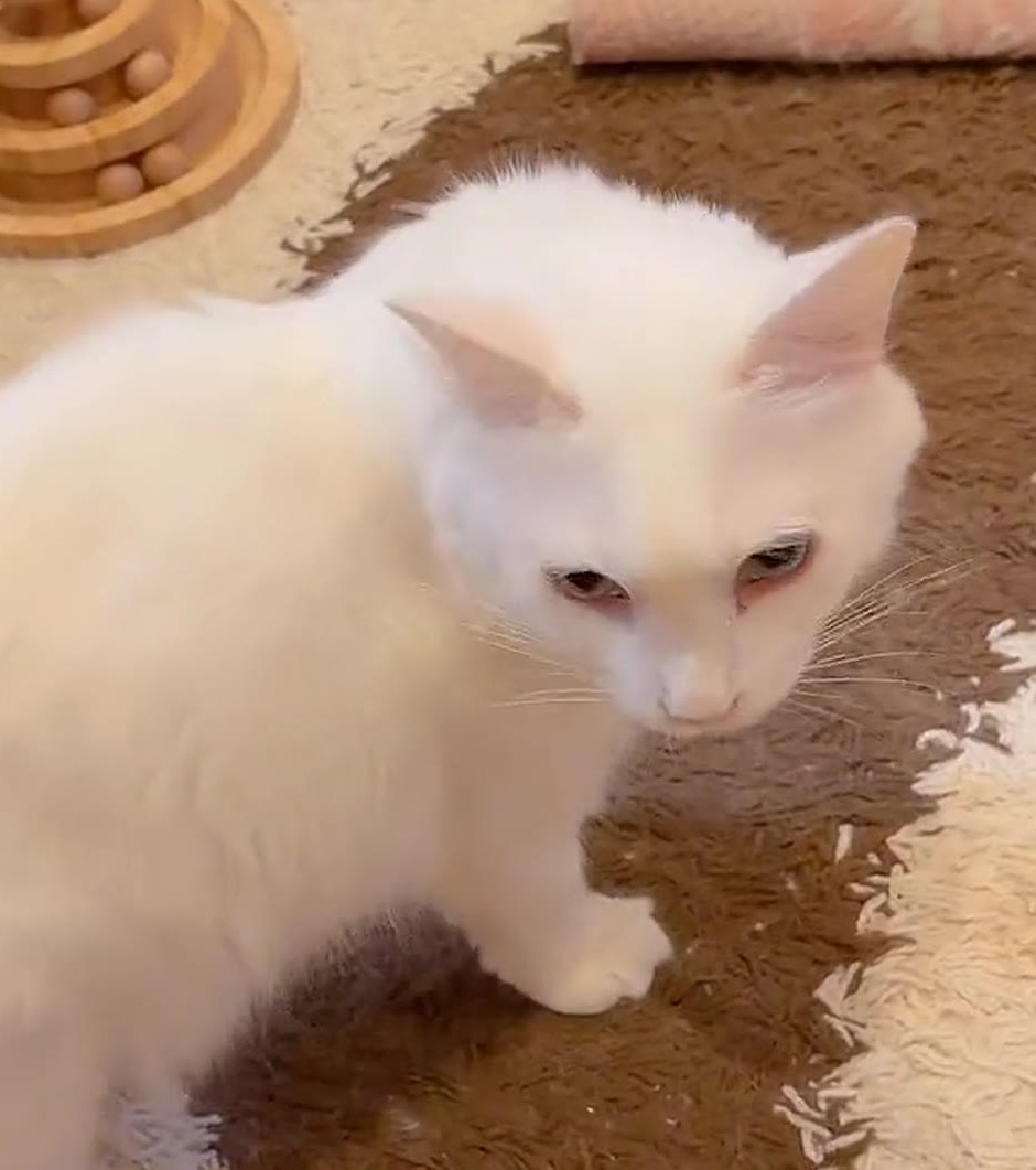 ふり向いた白猫のルイ