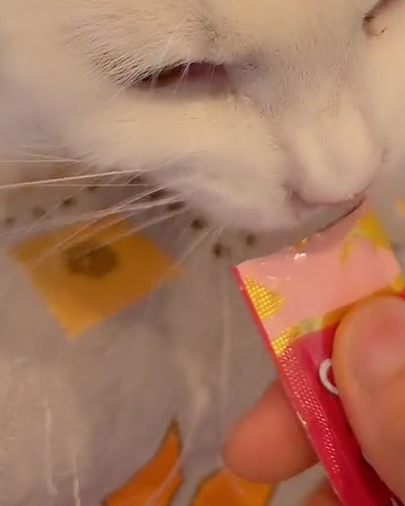 チュールをなめる白猫のルイ