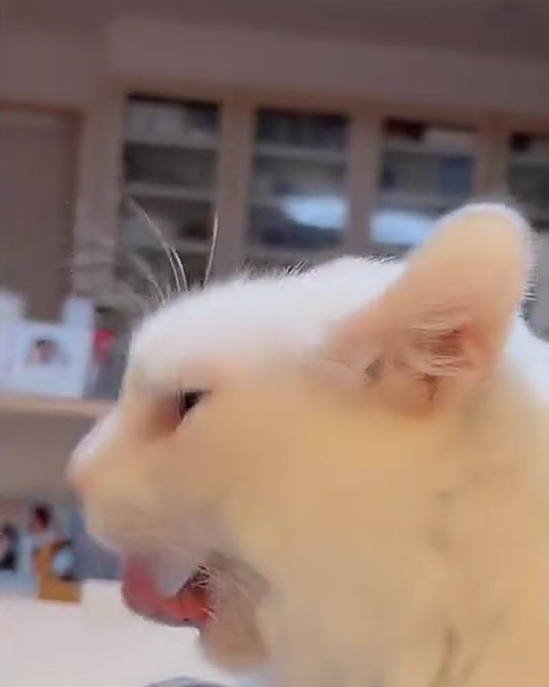 口を大きくあけた白猫のルイ