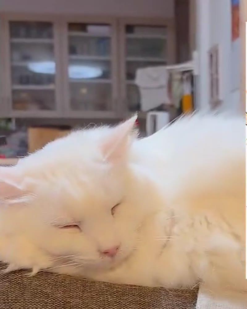 ソファで目をとじて眠る白猫のルイ