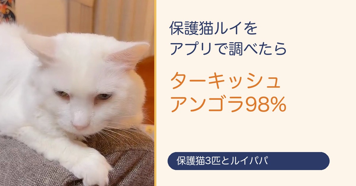 保護猫ルイをアプリで調べたらターキッシュアンゴラ98%