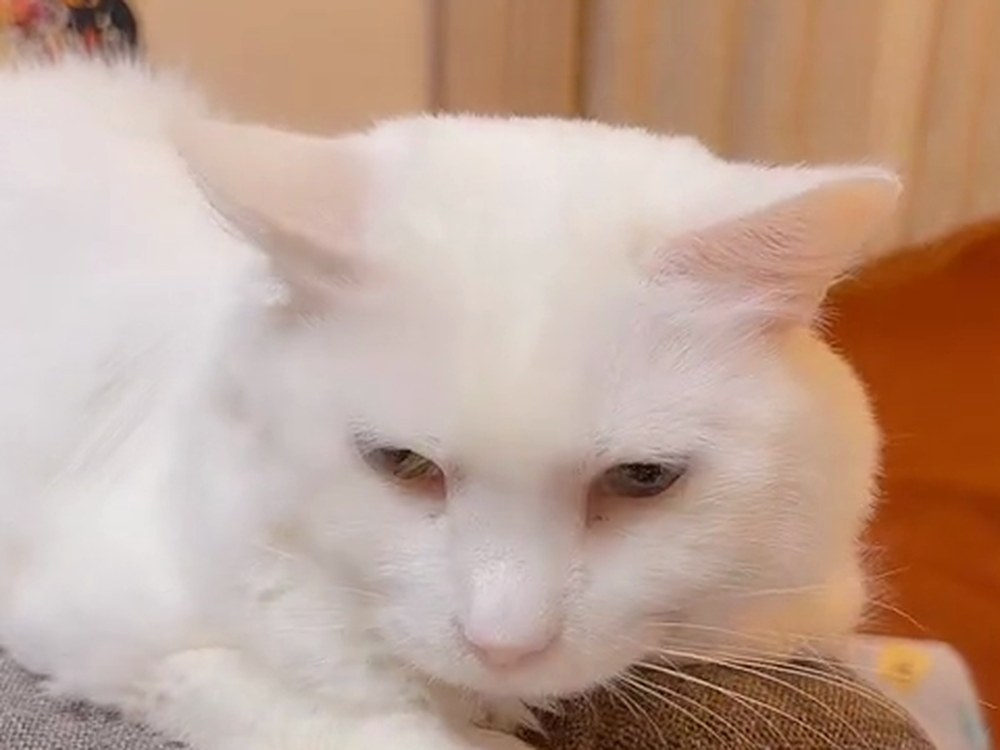 ソファのひじかけにあごをのせる、白猫のルイ