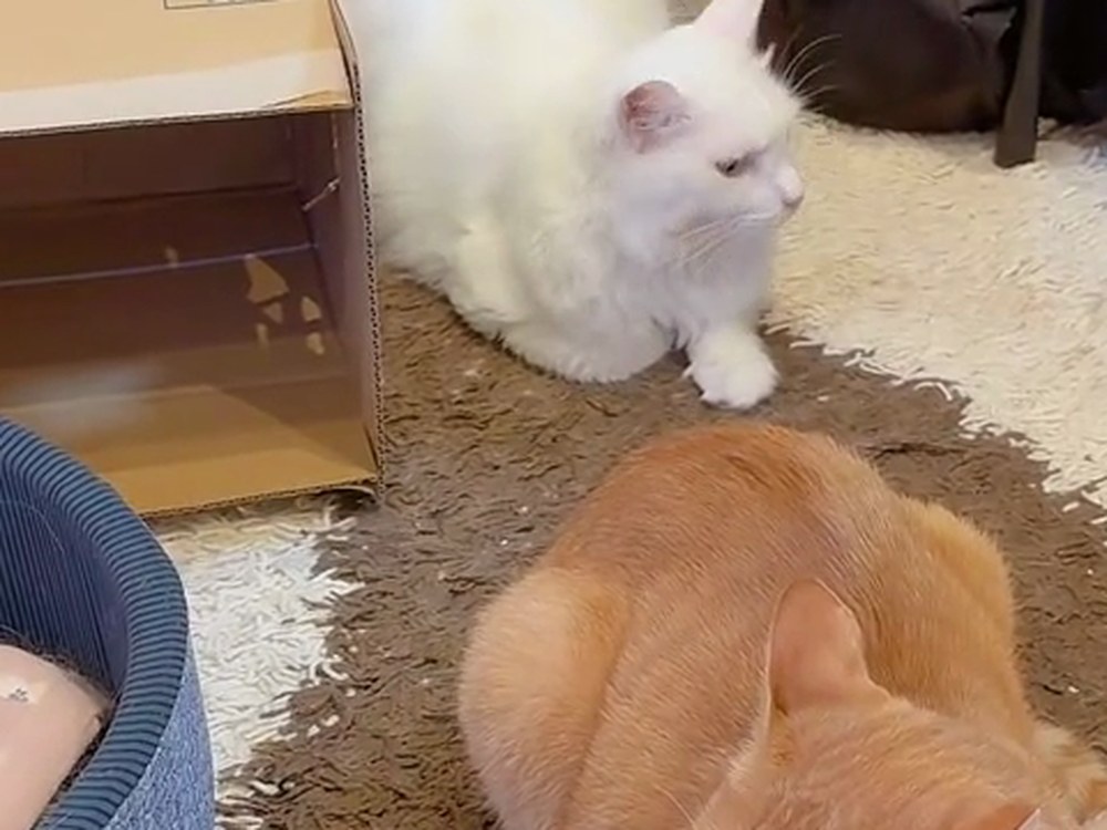 じゅうたんの上でくつろぐ白猫のルイと、茶トラの子