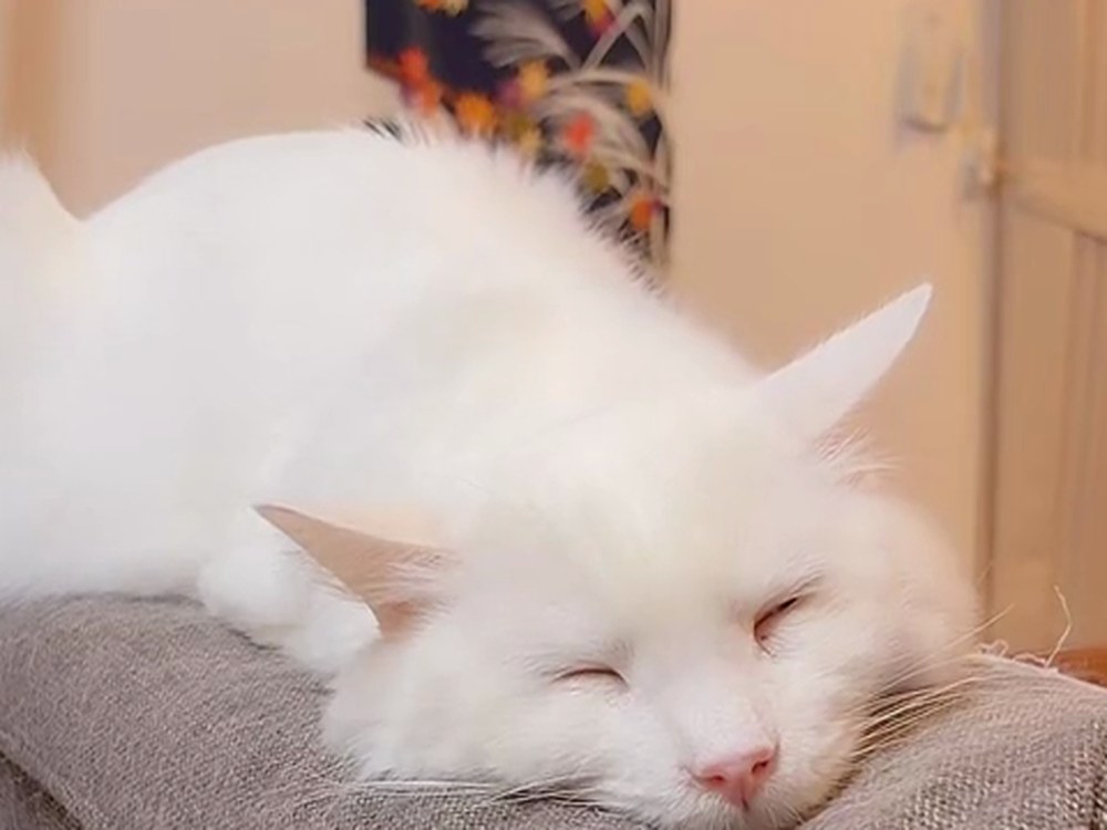 ソファのひじかけで、目をとじて眠る白猫のルイ