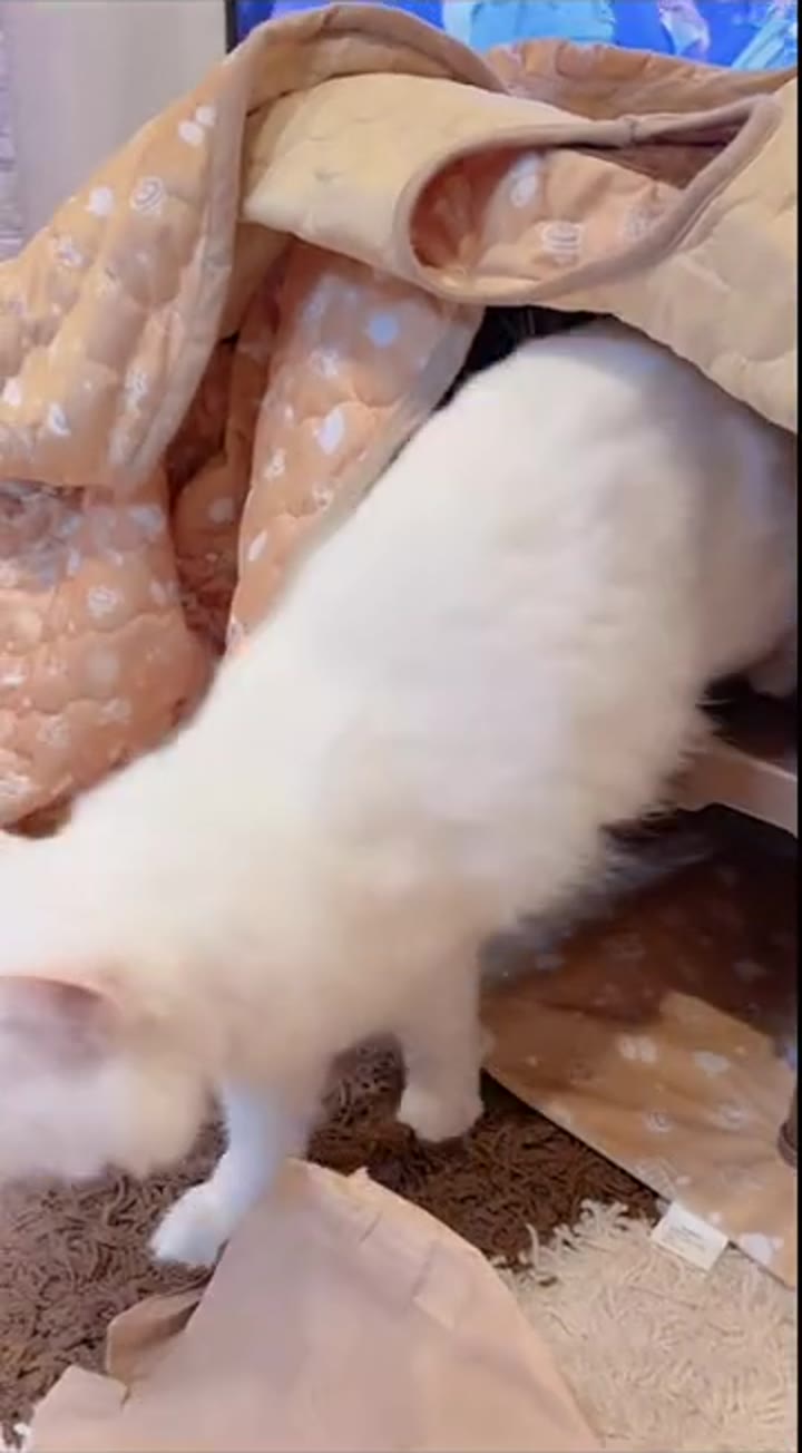 猫用こたつの布をくぐって出てくる白猫のルイ