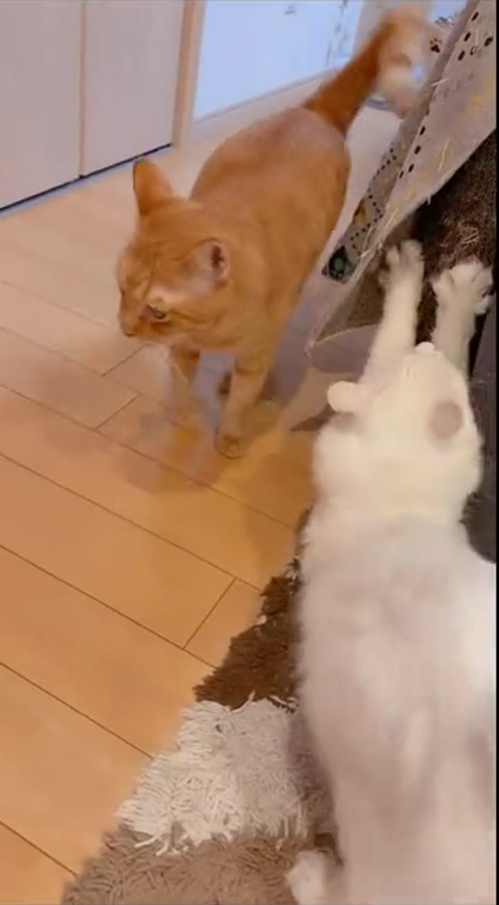 茶トラの猫に、白猫のルイが前足をのばしている
